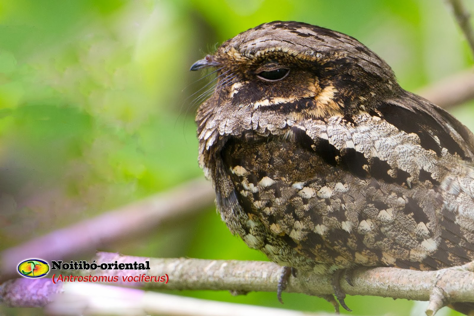 Zoologia NoitibóOriental (antrostomus vociferus)